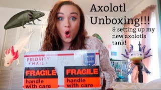 AXOLOTL UNBOXING amp SETTING UP MY NEW PET AXOLOTLS TANK  ItsAnnaLouise [upl. by Asilem]