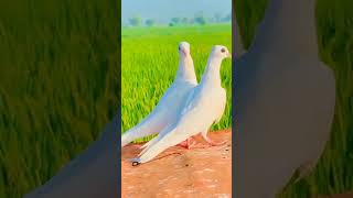 Kabootar ka new joda agya very beautiful kabootar 🖤 video trending bazi [upl. by Annaehs157]