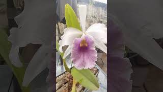 Orquídea Cattleya  Laelia purpurata e Brassavola tuberculata [upl. by Kenzie]