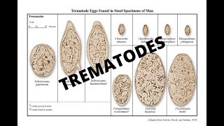 Parasitology 101 Trematodes [upl. by Inar]