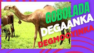 NEW MUSIC 2023 Heestii Gobolada Degmooyinka Degaanka  Geedka Nabada [upl. by Torr232]