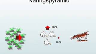 Ekologi  näringskedja näringspyramid [upl. by Robbyn]