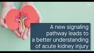 A new signaling pathway links pyroptosis and acute kidney injury after renal IR [upl. by Flaherty147]