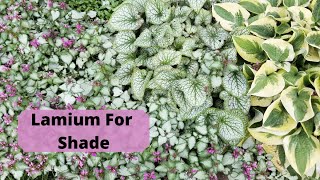 Lamium For Your Shade Garden [upl. by Ingra]