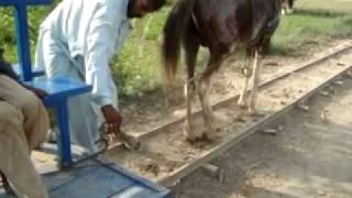 Horse Train Movie In Gangapur Village Pakistan Now on The Way Again part  3 [upl. by Alleber]