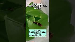 ナミアゲハの幼虫 腹ペコな青虫 産卵後12日目の記録 昆虫 生き物 アゲハ蝶 癒し 癒し動画 [upl. by Riplex]