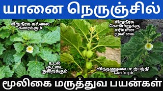 யானை நெருஞ்சில் 🌱 Pedalium murex uses in Tamil [upl. by Becka]