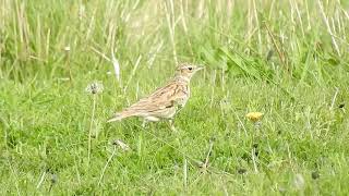 Woodlark at the Warren Spurn 8523 [upl. by Llehsar]