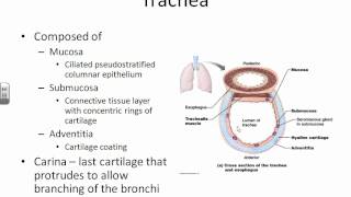 AampPII Chapter 22 Respiratory System part 1 anatomy [upl. by Richie]