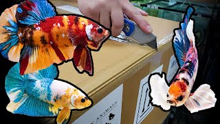 HUGE Betta fish UNBOXING Over 500 bettas [upl. by Gniliem773]