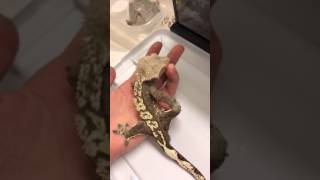 Crested Gecko Chirp [upl. by Slaohcin53]