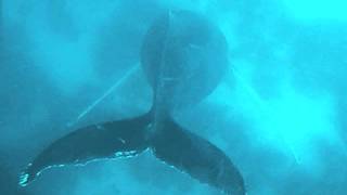 Whale Song 2192016 This is the song the Bull Humpback Whales sing every year [upl. by Gallenz]