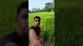 Hamare sare source of income khet mein juda hai🙂shortsminivlog viralvideoEngineeringAsis0 [upl. by Anile]