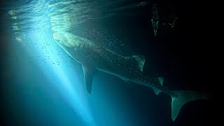 Diving in Baa Atoll Maldives July 2024 [upl. by Ardnassac]