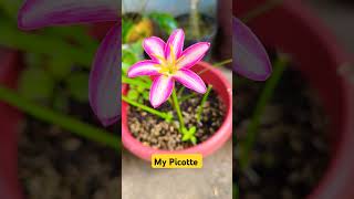 My Picotte Rainlily garden flowers ytshorts plants shortvideo yt shorts [upl. by Graybill994]