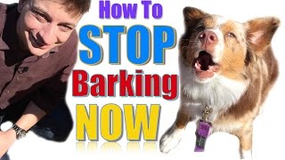 How to Teach Your Dog Not to Bark Humanely and Effectively 3 Things You Can Do Right Now [upl. by Beitz]