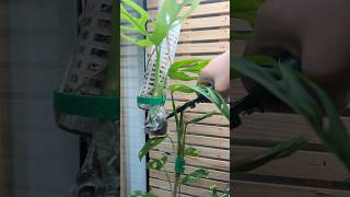 Monstera Esqueleto Propagation plants indoorplants plantlover planthacks monstera plantcare [upl. by Sprague147]