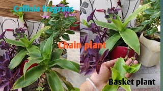 Callisia fragrans or Basket plant care and propagation All about callisia [upl. by Conni]