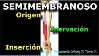 SEMIMEMBRANOSO Origen Insercion Inervacion [upl. by Anidan210]