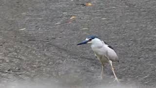 black crowned night heron in the river [upl. by Revlis]