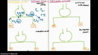 Diffusion and Perfusion Limited Graph Part 1 [upl. by Imoyik]