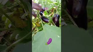 Aubergine 🍆 [upl. by Arval510]