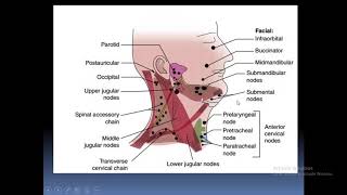 Cervical Lymphadenopathy ENT Lecture 4th yr 1642020 [upl. by Presley]