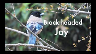 Majestic BlackHeaded Jay Calls Up Close and Personal [upl. by Jaworski15]