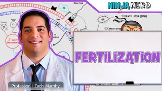 fertilization process in humanfertilization kasa hoti ha viralvideo fertilization [upl. by Gnanmas132]