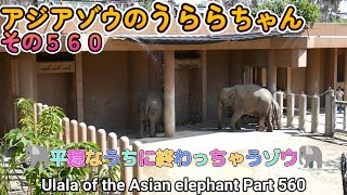 アジアゾウのうららちゃん（５６０）🐘平穏なうちに終わっちゃうゾウ🐘（東山動植物園）Ulala of the Asian elephant Part 560 [upl. by Aittam790]