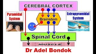 Pyramidal and Extrapyramidal Motor System and Desending Tracts Dr Adel Bondok [upl. by Ollehto]