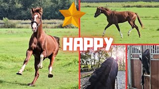 Happy Rising Star⭐ can go back to the pasture  The others think it is scary  Friesian Horses [upl. by Lucina]