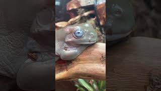 Blue eyed dumpy frog relaxing on branch [upl. by Larry107]