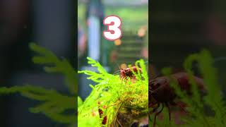 3 TIPS For Keeping Neocaridina Shrimp  Part 3 🦐 shorts [upl. by Kcirdaed]