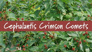 Cephalanthus Crimson Comets at Prides Corner Farms [upl. by Niad]