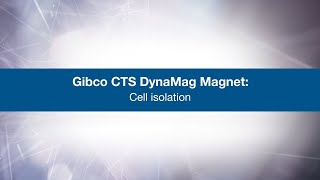 CTS DynaMag Magnet Cell Isolation  Gibco [upl. by Airet]