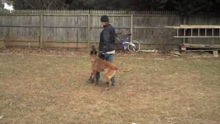 Malinois and German Shepherd Heeling with Angel K9 [upl. by Latea]