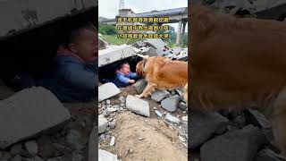 Golden Retriever cleverly found the sound and bravely dug to rescue the trapped child in the rubble [upl. by Irby]