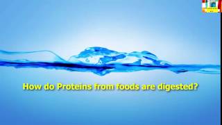 how do proteins from food are digested [upl. by Britteny]