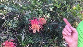 Grevilleas birds Best Grevillea attract birds to your garden loopy Lou natives easytogrow [upl. by Ness858]