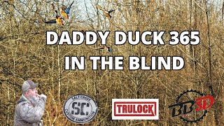 Daddy Duck 365 In The Blind [upl. by Ahsemak]