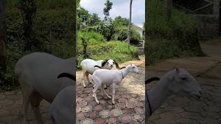 DOMBA GARUT shortvideo domba sheep dombagarut ternak animals shorts fyp fypシ゚ ternakdomba [upl. by Norling272]