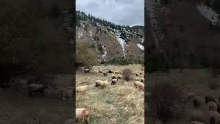 Rüzgar terapisi alucra doğa bear nationalgeographic germany sheepfarming wolf europe köy [upl. by Mayor665]