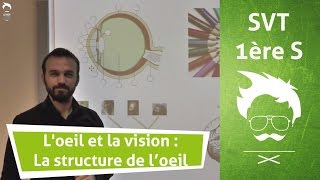 SVT  Loeil et la vision  La structure de loeil [upl. by Anelam]