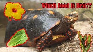 What To Feed Redfoot Tortoises [upl. by Payson599]