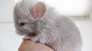 Holding a 1DayOld Chinchilla [upl. by Mattheus607]