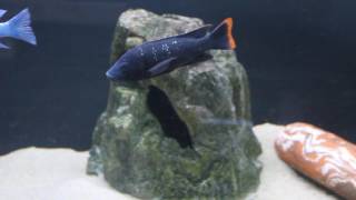 Oreochromis shiranus shiranus [upl. by Vlad]