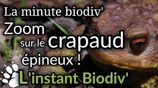 Minute Biodiv  ZOOM sur le CRAPAUD ÉPINEUX bufo spinosus [upl. by Johanna]