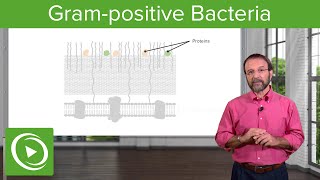 The Grampositive Solution Overview amp Structure– Microbiology  Lecturio [upl. by Sukramed]