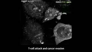 Tcell attack and cancer evasion [upl. by Casie]